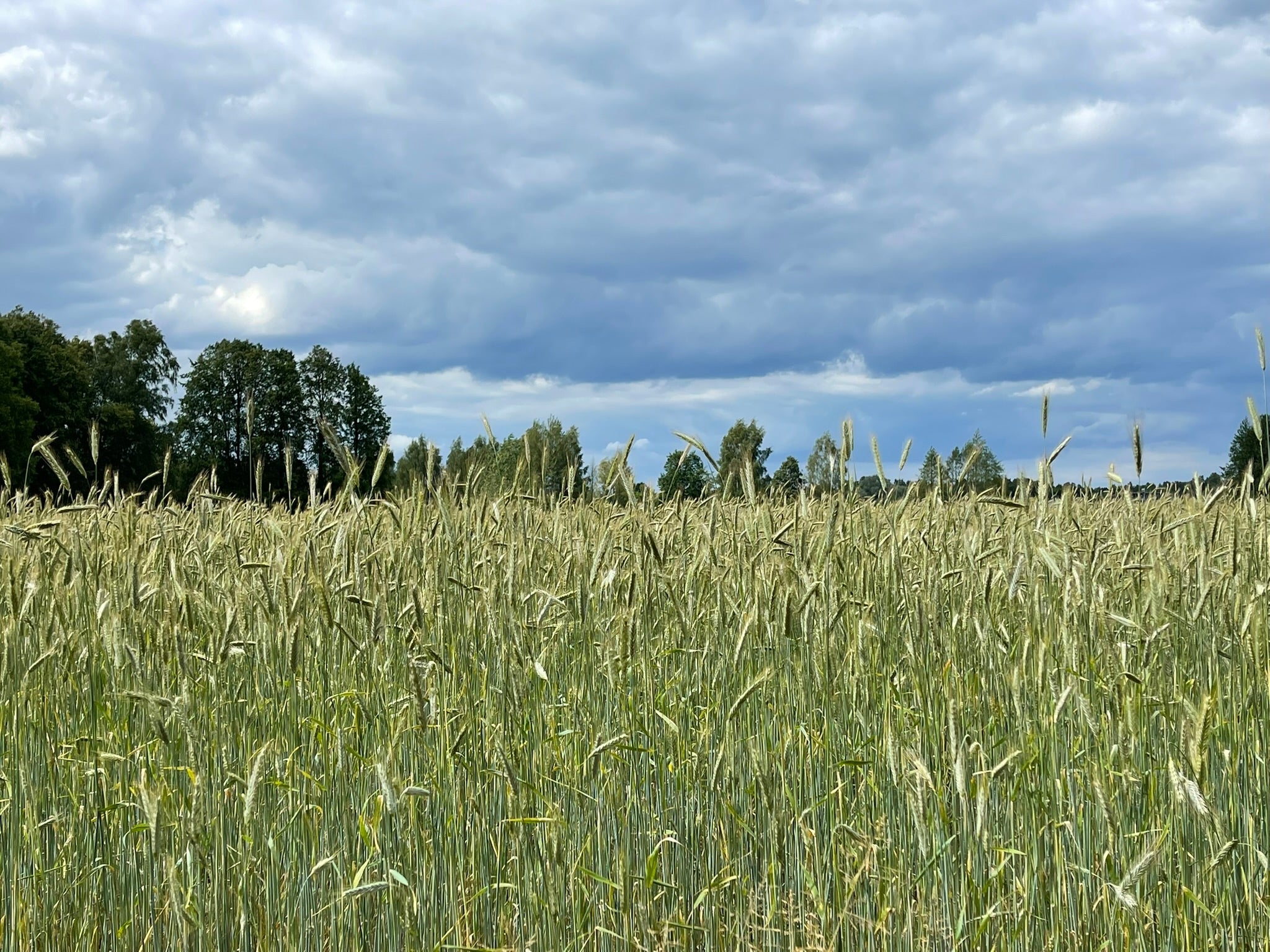 Mieram tuvu ikmēneša kalendāri